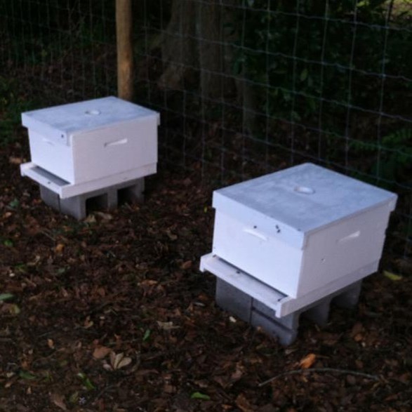 Beehives at the Boyhood Farm