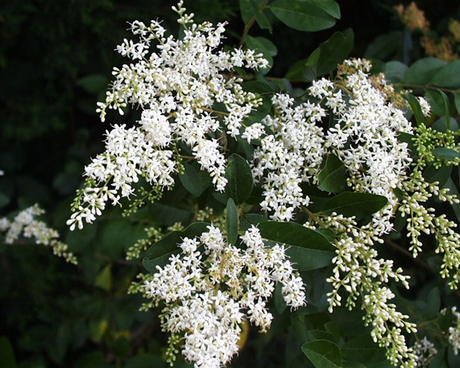 Privet Hedge at the Boyhood Farm Privet Hedge at the Boyhood Farm