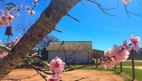 Peach tree and Commissary Store at Boyhood Farm.