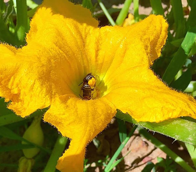 Bees in zucchini flower. Bees in zucchini flower.