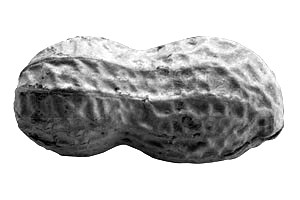 a black and white photo of a peanut
