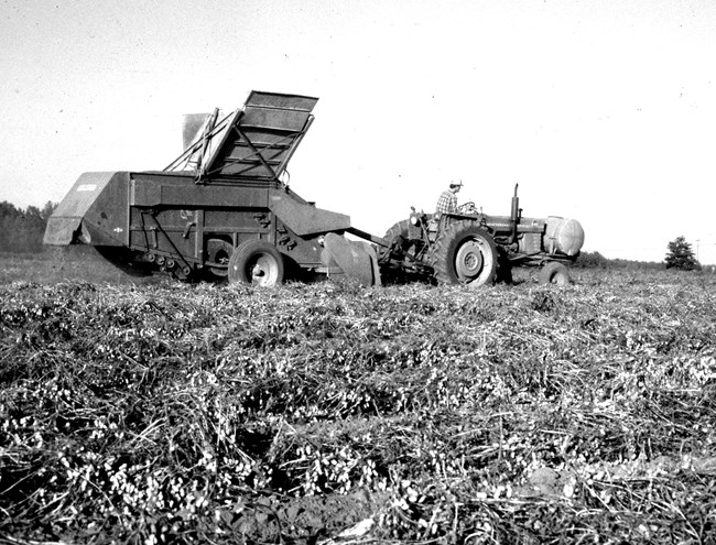 a tractor pulls a peanut harvester