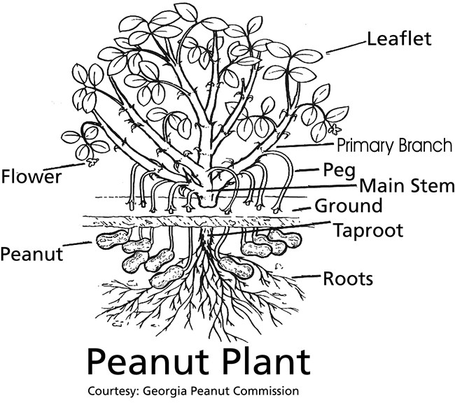 A peanut plant with the parts labeled