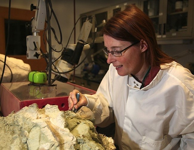 A female paleontologist cleaning a fossil specimen in a laboratory