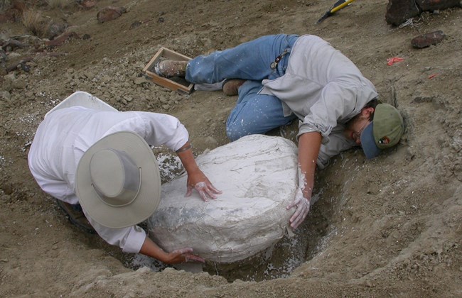 Two paleontologists apply plaster bandages to a fossil specimen in the field to ensure safe transport to a laboratory.