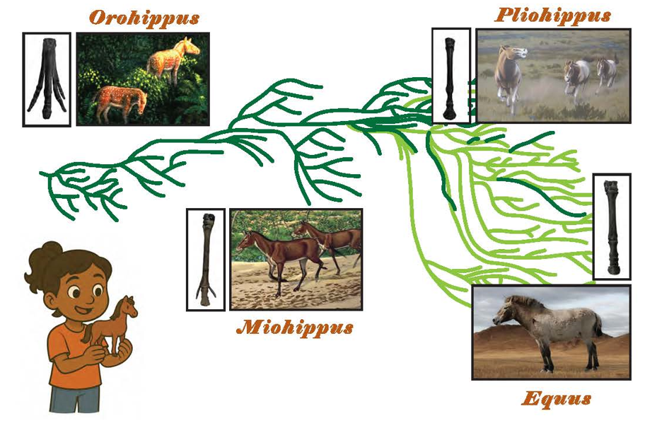 horse phylogenetic tree, from clockwise, image and text says Orohippus, Pliohippus, Equus, and Miohippus