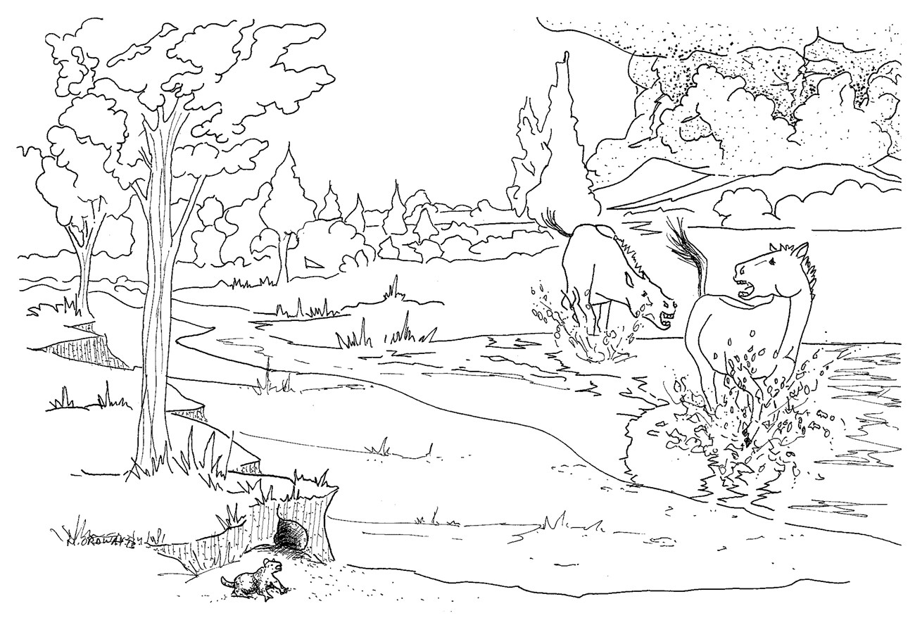 Black & white coloring page of a stream with two Miohippus splashing and a Capacikala on the bank.
