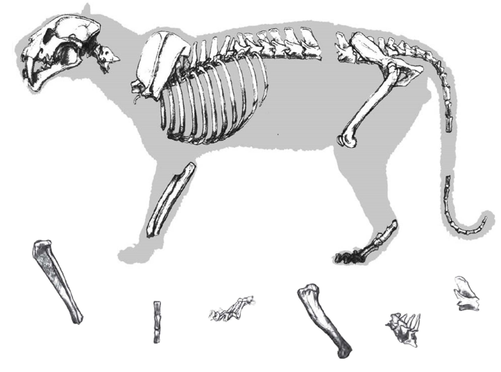 A black and white image of a cat-like animal cut up into pieces for a matching game