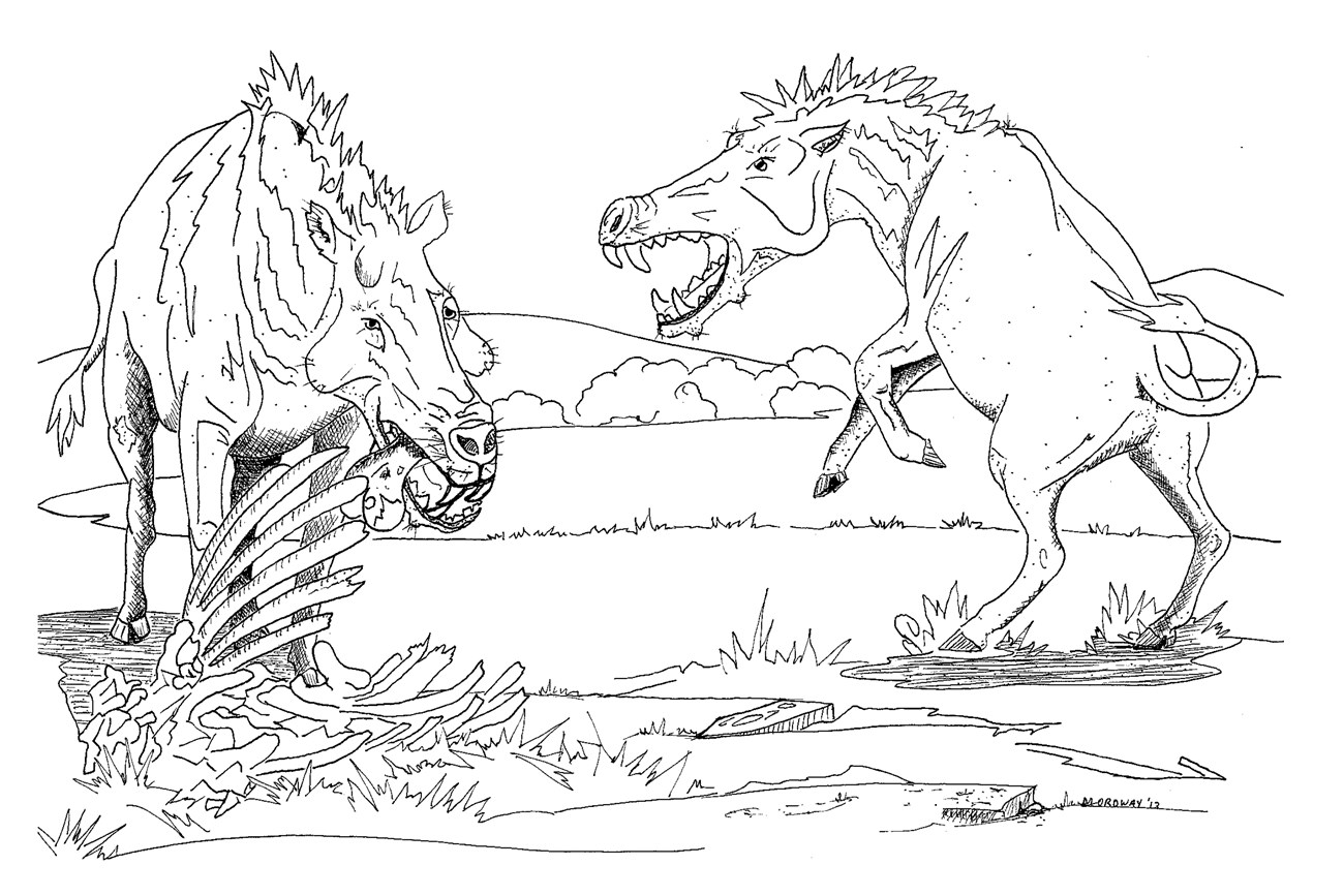 A black and white coloring page that depicts two entelodonts scavenging on the remains of an animal corpse.
