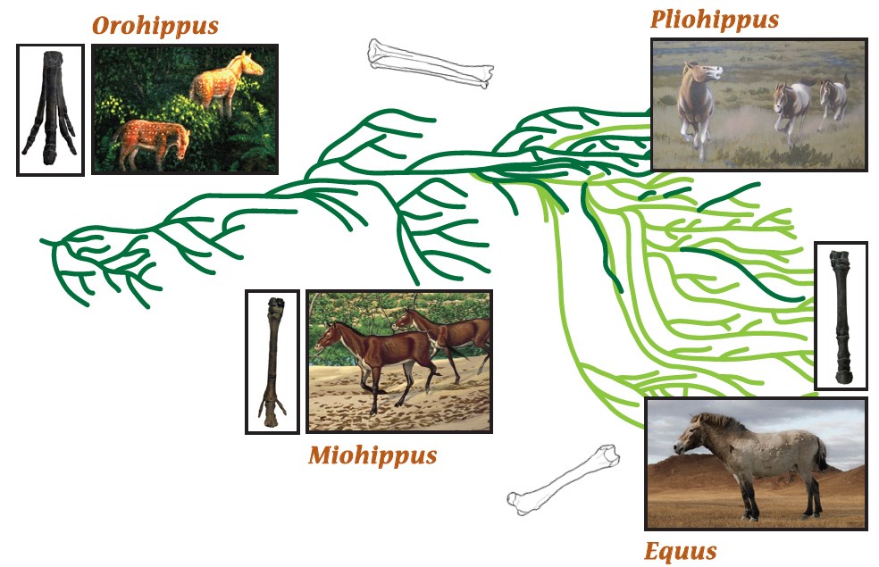 horse phylogenetic tree, from clockwise, image and text says Orohippus, Pliohippus, Equus, and Miohippus