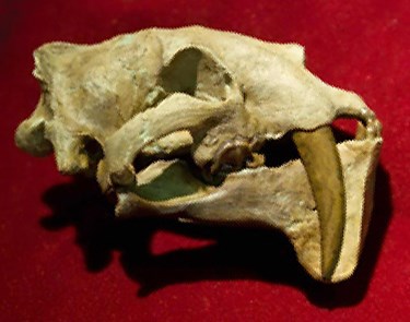 the skull of a cat-like animal with saber-teeth