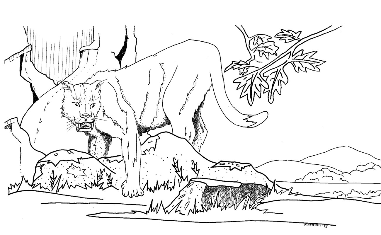 A black and white coloring page of a cat-like animal