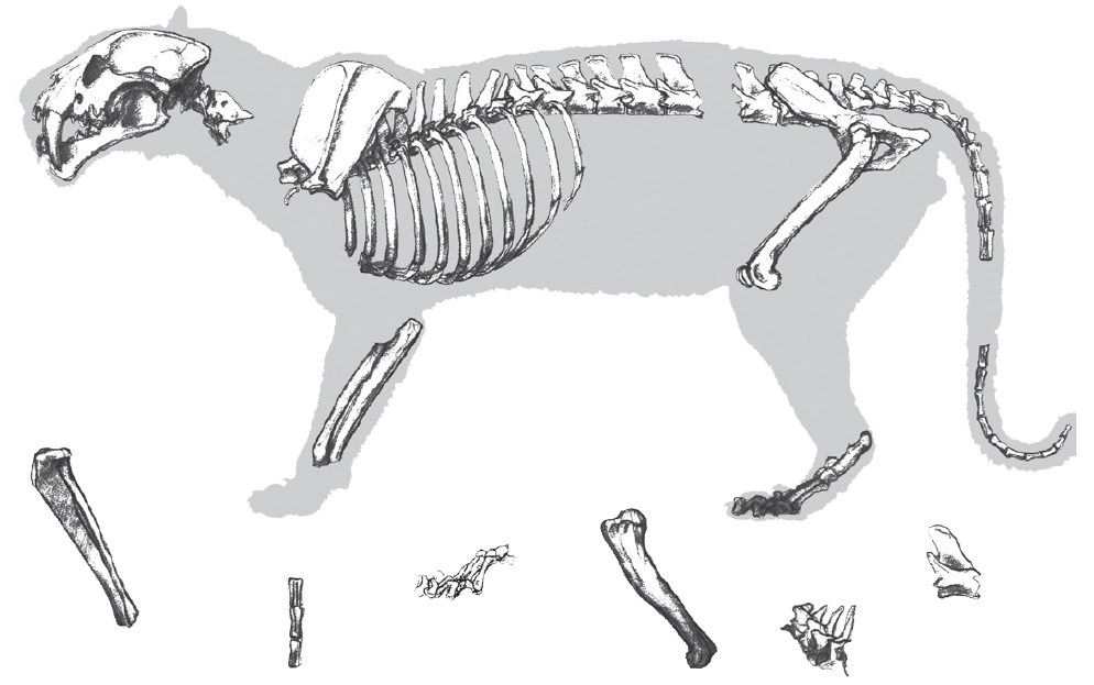 A black and white drawing of a cat-like animal cut up into pieces for a matching game