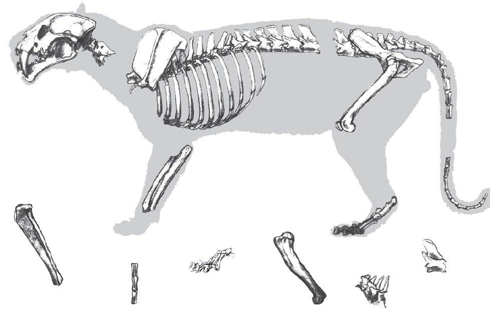 Help put the Pogonodon Back Together! A black and white drawing of a cat-like animal cut up into pieces for a matching game