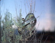Image of a racer snake on a sagebrush Image of a racer snake on a sagebrush
