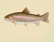 Image of a steelhead salmon Image of a steelhead salmon