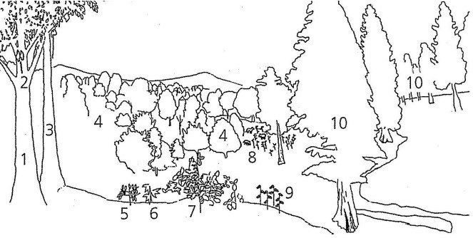 Bridge Creek Mural outlines dominant fossils in the mural labeled number one through ten. It is an outline drawing of numerous deciduous trees in a hilly landscape.