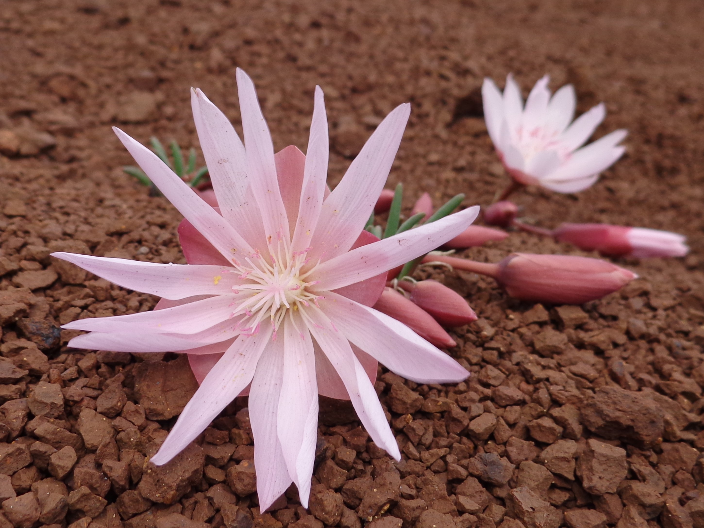 Wildflowers - John Day Fossil Beds National Monument (U.S.