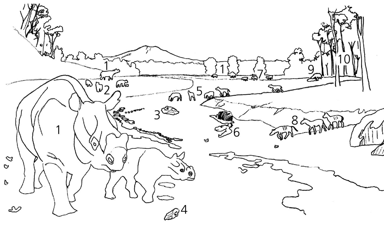 Hancock Mammal Quarry outline of the mural with dominant fossil labeled number one through ten. It is an outline drawing of animals walking in a drying river bend with a volcano in the background.