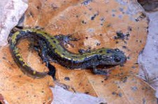 Image of a Long Toed salamander. Image of a Long Toed salamander.