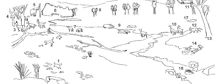 The image outlines dominant fossils in the Mascall mural labeled number 1 through 17.  It is an outline drawing of numerous animals surrounding a large lake.
