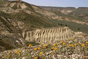 Image of the Mascall Formation ash beds. Image of the Mascall Formation ash beds.