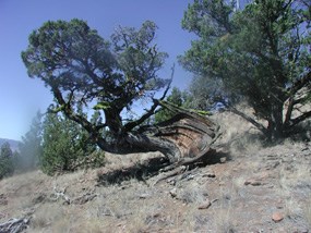 Image of a very old, twisted juniper tree.