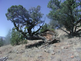Image of a very old, twisted juniper tree. Image of a very old, twisted juniper tree.