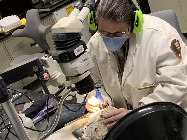 Fossil preparation A person in a lab coat sits at a microscope. They are holding a fat, pencil-shaped tool against a fossil that is partially covered in rock.
