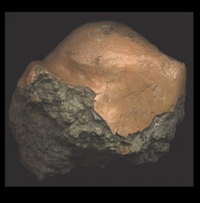 Image of a terratornid fossil.