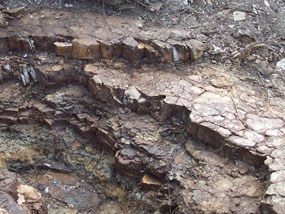 Image of the Bridge Creek assemblage shales.