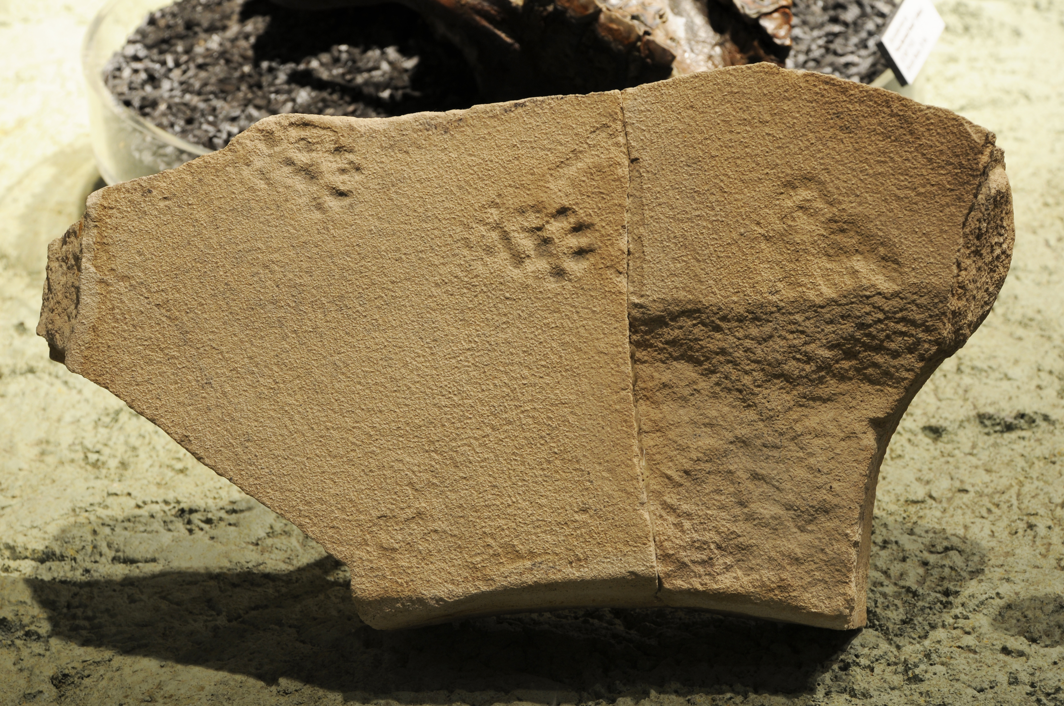 Cracked tan stone with four small cat-like paw prints