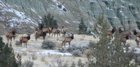 Image of elk near blue basin. Image of elk near blue basin.