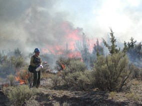 Image of a fire fighter working on a prescribed fire. Image of a fire fighter working on a prescribed fire.