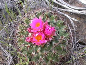 Hedgehog cactus in bloom