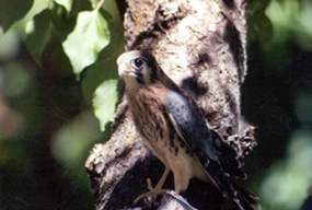 Image of an American Kestral Image of an American Kestral