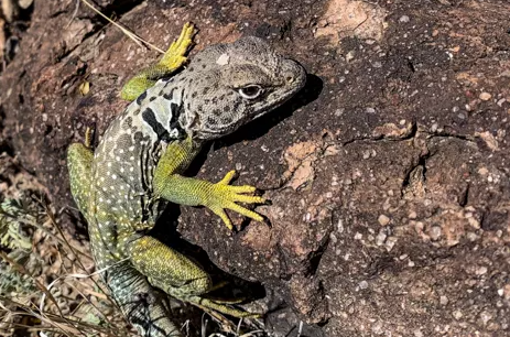 Grey and green spotted lizard on brown stone