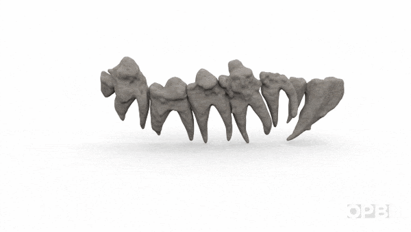 Molar bottom teeth in gray spin slowing around.