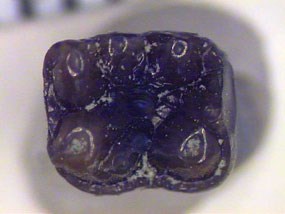 Image of a fossil primate tooth. Image of a fossil primate tooth.