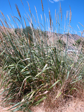 Image of great basin wild rye grass Image of great basin wild rye grass