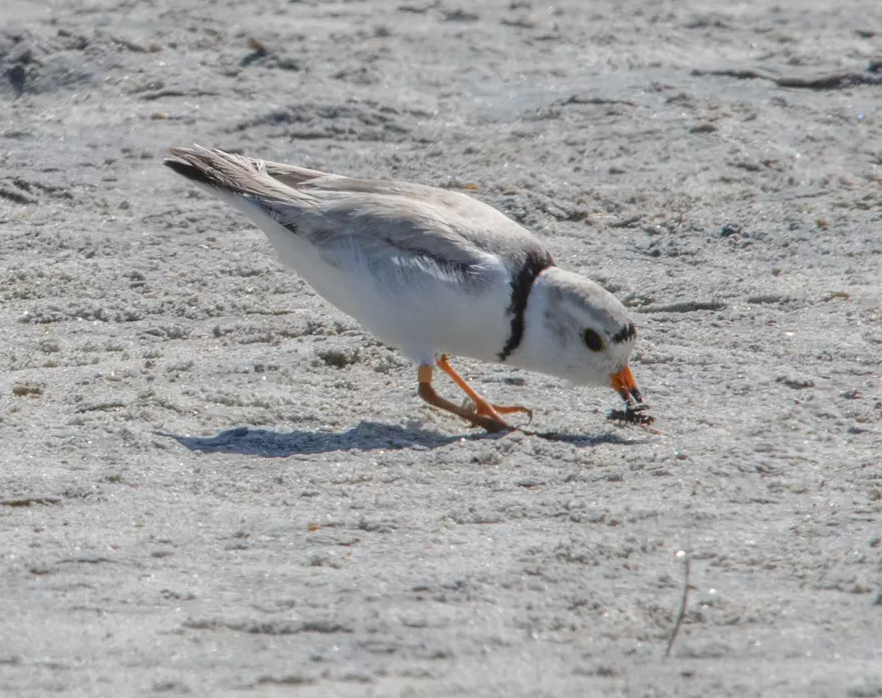 Small white and grey bird pecking the ground of a sandy beach