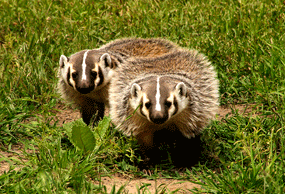 Image of a badger