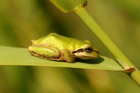 Image of pacific tree frog, resting on a blade of grass. Image of pacific tree frog, resting on a blade of grass.