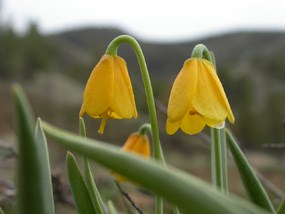 Image of yellow bell flowers