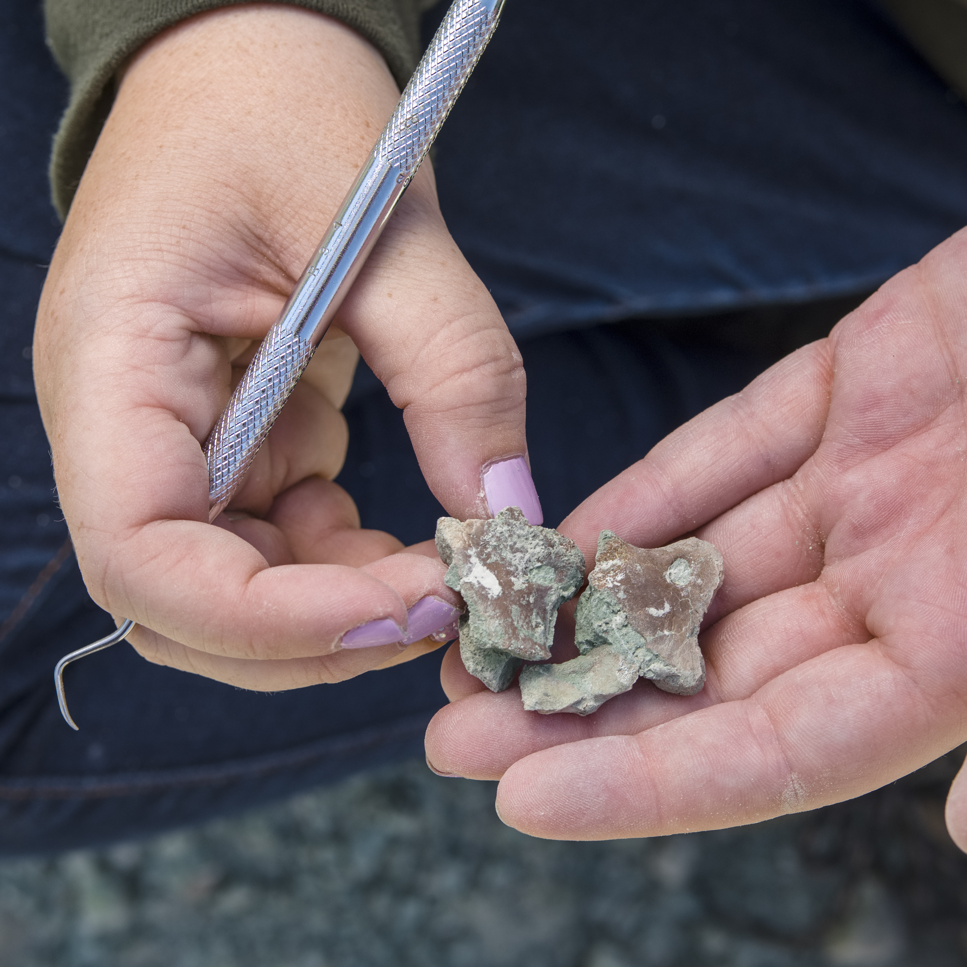 A paleontologist holds a broken fossil found in the field. A person is holding a fossil in between their fingers with one hand and laying it on the tips of their other hand. One of the hands holds a metal dental instrument, found in the space between their first and second finger.