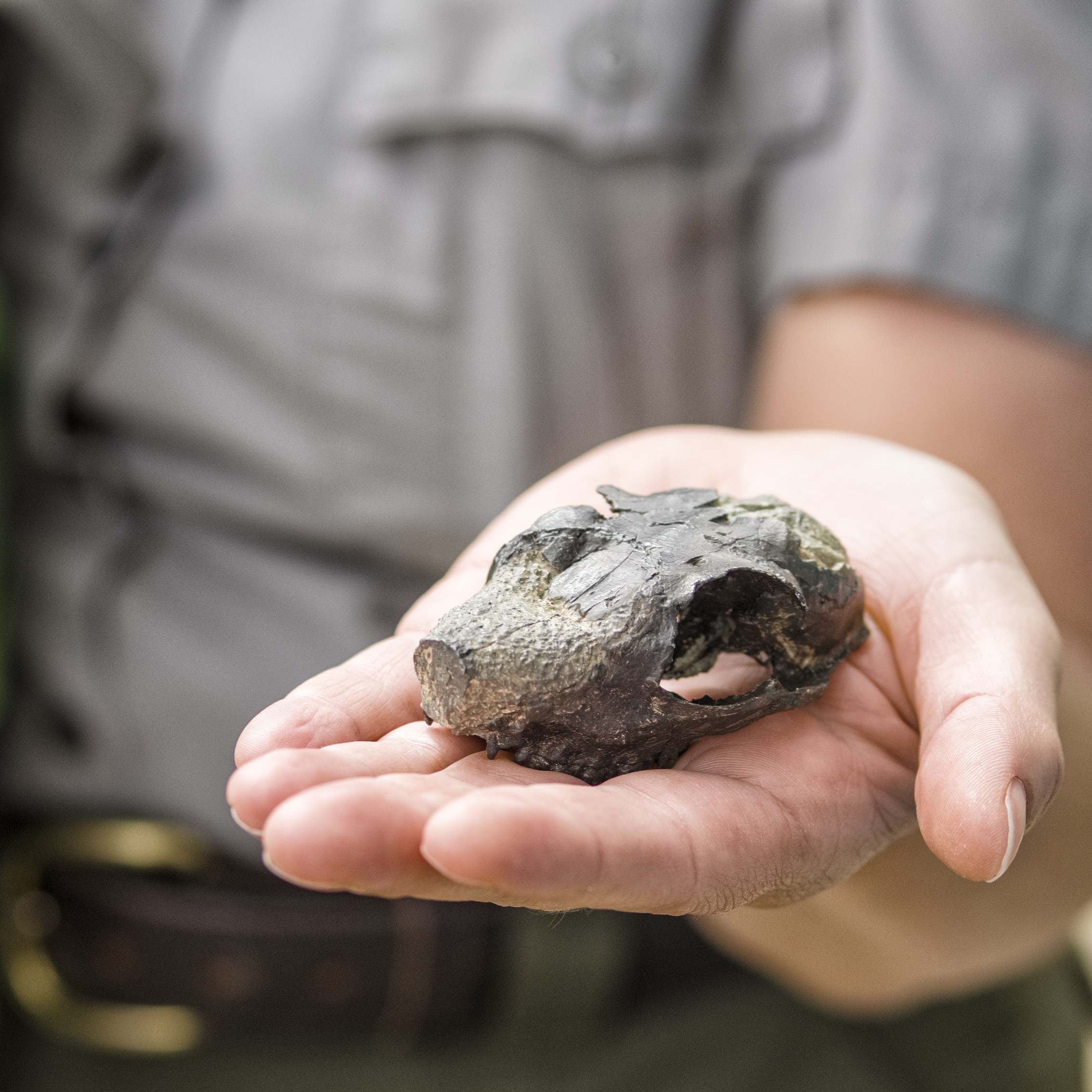 A ranger holds a mouse deer skull in an open palm. A ranger holds a mouse deer skull in an open palm.