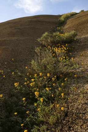 The bright yellow Golden Bee Cleome wildflower is found at Painted Hills and grows in the drainages.