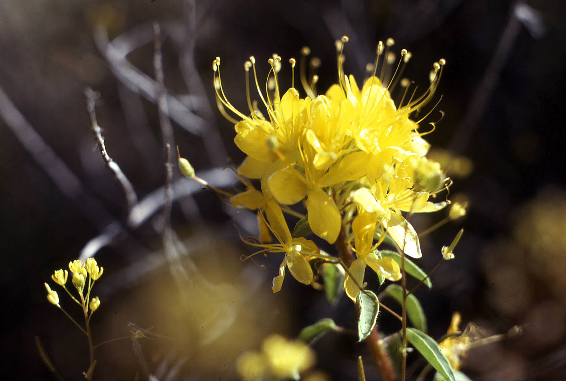 This image of the Golden Bee Plant shows yellow multiple petals and stamens that extend beyond the petals.