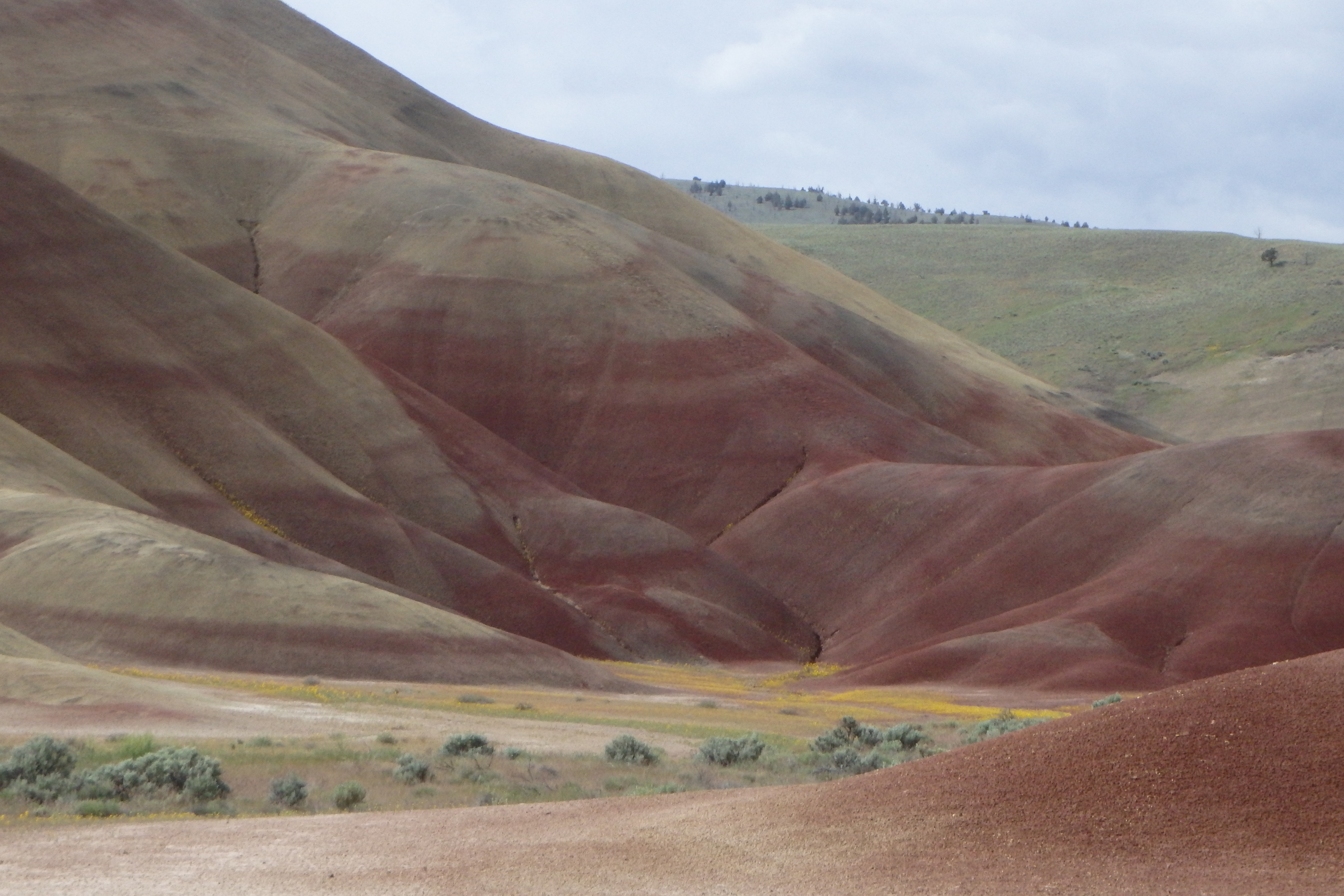 The dark red rolling hills are underneath a blue sky.  Yellow plants, the Golden Bee plant, grows in the canyon between the hills.