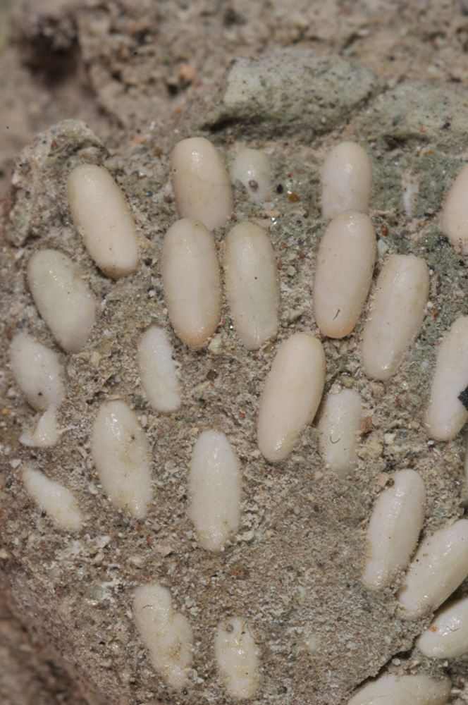 Fossil Grasshopper Eggs in stone